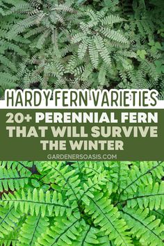 Hardy Fern Varieties (20+ Perennial Ferns That Will Survive The Winter) | Gardening Types Of Ferns Outdoor, Fern Companion Plants, Landscaping With Ferns, Perennial Ferns, Fern Landscaping, Types Of Fern Plants, Ferns Plant, Tall Perennials, Fern Varieties