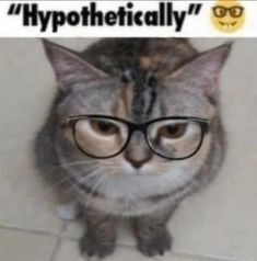 a cat wearing glasses with the caption hypothetically written on it