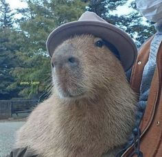 a capybara wearing a hat sitting on the back of a brown leather bag