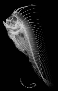 the skeleton of a fish is shown in black and white