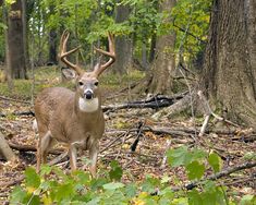 a deer standing in the middle of a forest