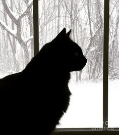 a black cat sitting in front of a window looking out at the snow covered trees