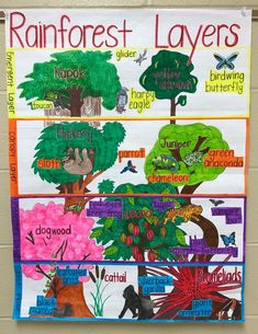 the rainforest layers are displayed on a bulletin board