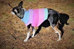 a small dog wearing a colorful sweater standing on some dry grass and straw looking at something in the distance