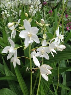 white flowers are blooming in the garden