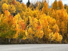 trees with yellow and red leaves are in the foreground as a road passes by