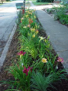 the flowers are blooming along the side of the road in front of the mailbox