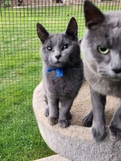 two gray cats standing on top of a rock