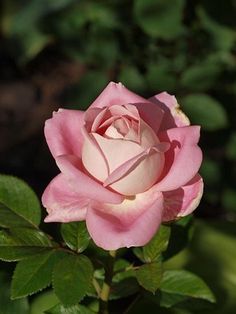 a pink rose with green leaves in the background