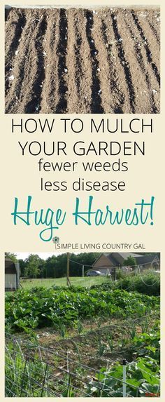 a garden with the words how to mulch your garden, flower weeds, and less disease