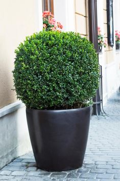 a potted plant sitting on the sidewalk