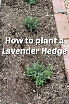 how to plant a lavender hedge in the garden with text overlay that reads, how to plant a lavender hedge