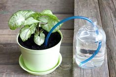 a small potted plant sitting on top of a wooden table next to a water bottle