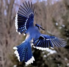 a blue and white bird flying through the air