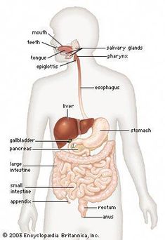 The human digestive system is the series of structures and organs through which food and liquids pass during their processing into forms that can be absorbed into the bloodstream. Human Digestive System, Ab Workout, Digestive System, Human