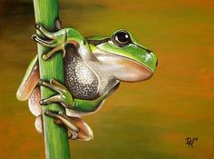 Frog Artwork, Tree Frog Tattoos, Frog Rock, Caribbean Art, Acrylic Painting Lessons, Art Hobbies, Tree Frog