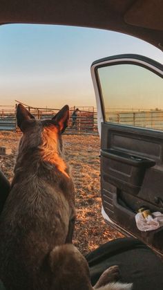 a dog sitting in the back seat of a car looking out at an open field