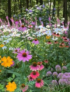 a field full of different colored flowers in the woods