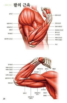 the muscles are labeled in english and korean text, with an image of their arms