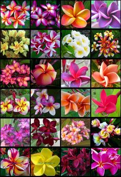 many different types of flowers are shown in this collage