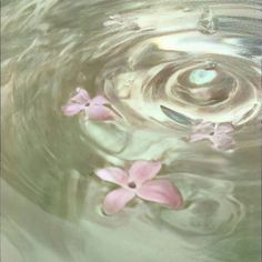 pink flowers floating in water with ripples on the bottom and light green back ground