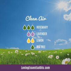 Top 12 Antibacterial Essential Oils Diffuser Blends For Allergies, Clean Air Diffuser Blend, Essential Oils Allergies, Antibacterial Essential Oils, Air Diffuser, Deep Cleaning Tips, Allergy Relief