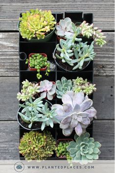 an assortment of succulents are arranged in black containers