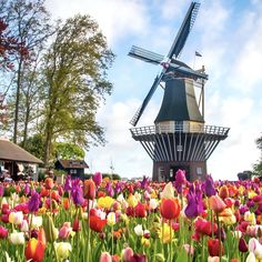 colorful tulips and other flowers in front of a windmill