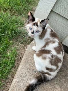 a brown and white cat sitting on top of a cement slab