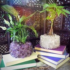 three books stacked on top of each other next to a plant in a potted planter