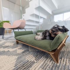 a small dog laying on top of a green couch in a living room next to a stair case