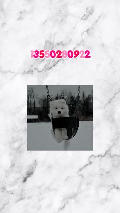 a polar bear sitting on a swing with the caption's name below it