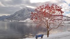 a blue bench sitting next to a tree on top of a snow covered shore line