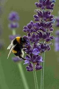 a bum is sitting on top of a lavender plant with purple flowers in the background