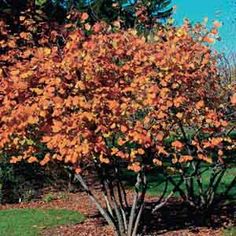 a small tree with orange flowers in the grass