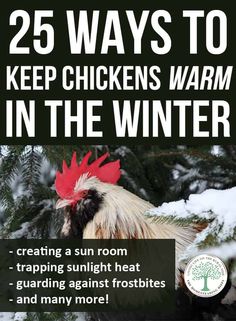 the cover of 25 ways to keep chickens warm in the winter