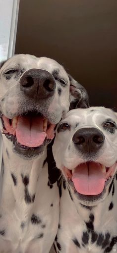 two dalmatian dogs sitting next to each other with their mouths open and tongue out