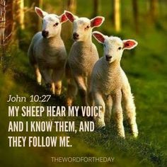 three sheep standing next to each other on top of a grass covered field with the words, john 10 27 my sheep hear my voice and i know them, and they follow me