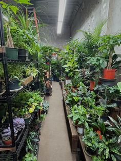 the inside of a greenhouse filled with lots of green plants and potted plants on shelves