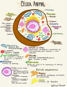 the cell diagram with all its functions and names in spanish, including an eggplant