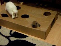 two cats playing in a cardboard box with holes on the floor and one cat looking at it