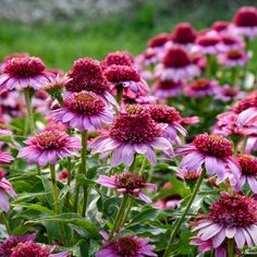 many pink flowers are growing in the grass