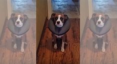 two pictures of a dog wearing a life preserver in the process of being photographed