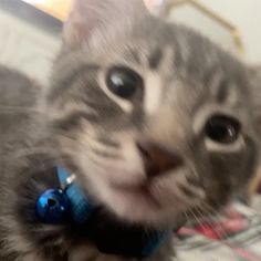 a close up of a cat with a blue bell around its neck and eyes looking at the camera