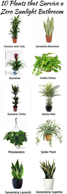 the different types of house plants are shown