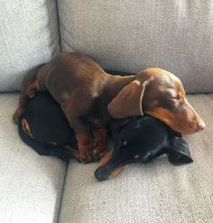 a small dog laying on top of a couch next to a stuffed dachshund