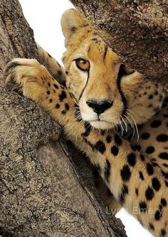 a cheetah sitting in a tree looking at the camera with its paw up