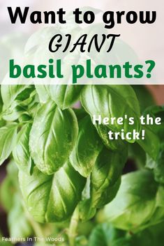 Large basil plant growing in pot on porch Basil In Pots Growing, Growing Basil In Containers, Trimming Basil Plants Tips, Basil Plants In Pots, Planting Basil In Pots, Indoor Basil Plant, Basil Growing Tips, How To Grow Basil Indoors, How To Grow Basil