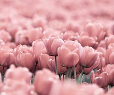 many pink tulips are growing in the field