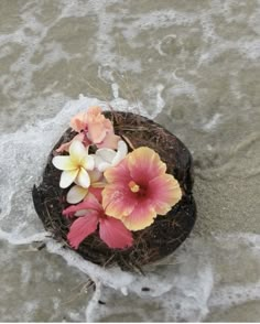 some flowers that are sitting on top of a coconut in the sand at the beach